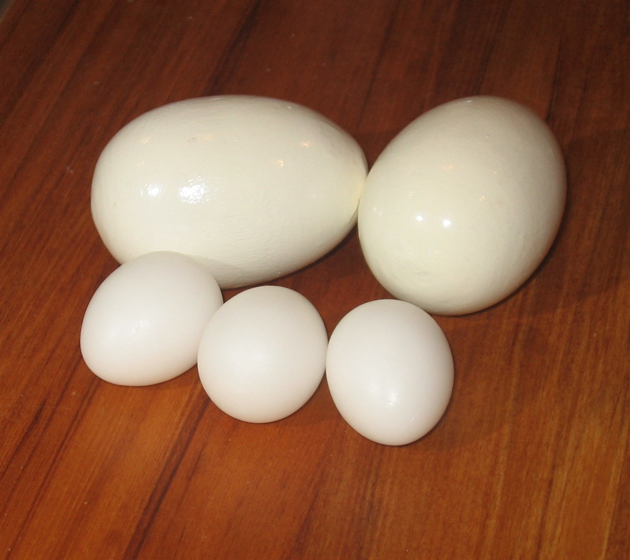 Poultry Brood Eggs- China- LARGE x 2