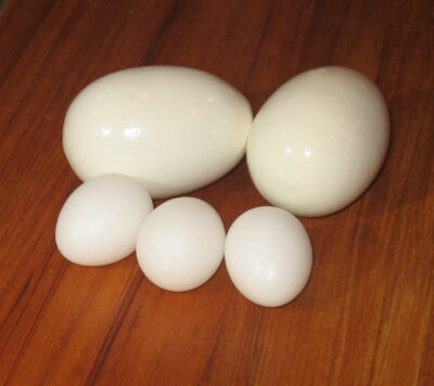 Poultry Brood Eggs- Painted- LARGE x 2